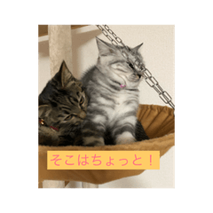 [LINEスタンプ] ココとミミ