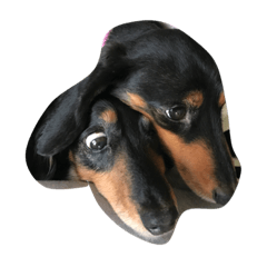 [LINEスタンプ] たっくんとももちゃん
