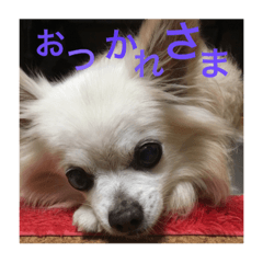 [LINEスタンプ] myname'schacha