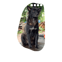 [LINEスタンプ] The black dog.01