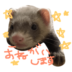 [LINEスタンプ] ゴンコタスタンプ