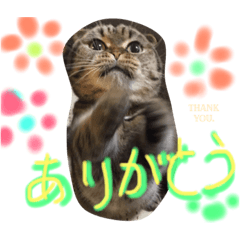 [LINEスタンプ] うちの猫。3