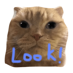 [LINEスタンプ] うちの猫。2