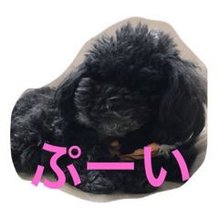 [LINEスタンプ] ちょこ、ここあスタンプ