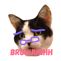[LINEスタンプ] Krazy cute Kitty