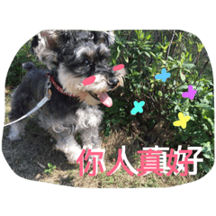 [LINEスタンプ] Schnauzer- Latte's Life