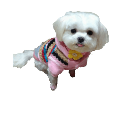 [LINEスタンプ] Cute puppy yo-yo