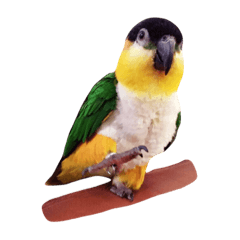 [LINEスタンプ] Parrot (o^^o)