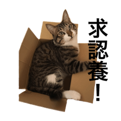 [LINEスタンプ] I am egg cat