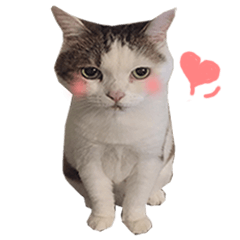 [LINEスタンプ] Mi Mi cat part2