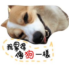 [LINEスタンプ] Corgi Pi＆Bo
