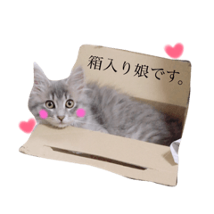[LINEスタンプ] 我が家の愛猫すたんぷ！