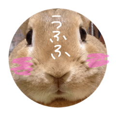 [LINEスタンプ] 実写版★うさぎのみるこ