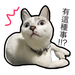 [LINEスタンプ] マジっすか！？