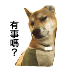 [LINEスタンプ] Shiba inu-HG
