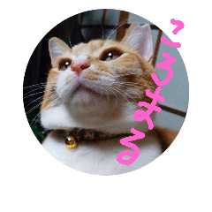 [LINEスタンプ] ころまる(猫)