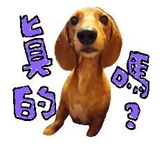 [LINEスタンプ] Miki doggy