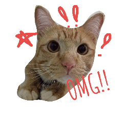 [LINEスタンプ] CatOrange1