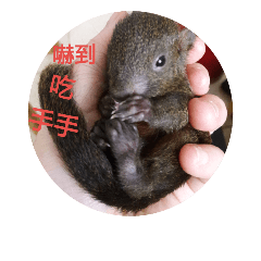 [LINEスタンプ] Funny Squirrel Brother ＆ Sister