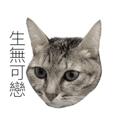 [LINEスタンプ] Wonder my cat life #1