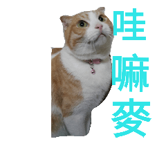 [LINEスタンプ] KAZOKU NECO