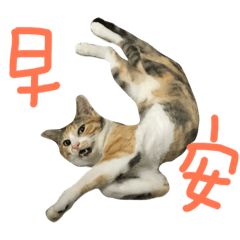 [LINEスタンプ] fafa ＆ tsaitsai