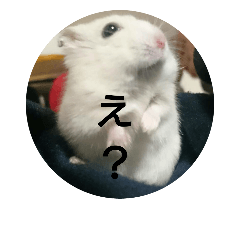[LINEスタンプ] hamster momo