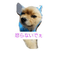 [LINEスタンプ] ポメラニアンのぽん太