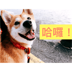 [LINEスタンプ] Orange s mood