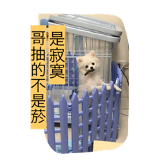 [LINEスタンプ] rabbit meng＆Pomeranian bunny