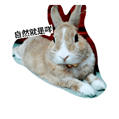 [LINEスタンプ] Bunny's inner theater