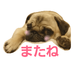[LINEスタンプ] ふくの使えるスタンプ