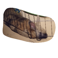 [LINEスタンプ] Rabbit. 01