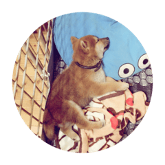 [LINEスタンプ] Maru Shiba Dog