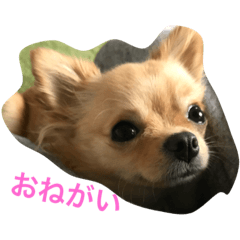 [LINEスタンプ] 愛犬のスタンプ はなちゃん