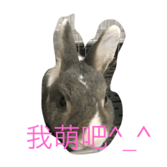 [LINEスタンプ] moon rabbit cc