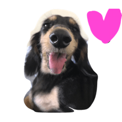 [LINEスタンプ] 3064 dog