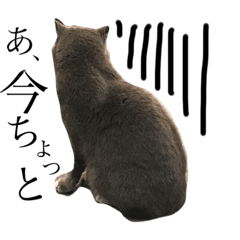 [LINEスタンプ] 猫が見てる