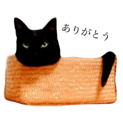 [LINEスタンプ] 後藤家の猫