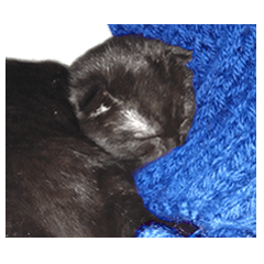 [LINEスタンプ] たぬきみたいな黒猫の『むつきちゃん』の画像（メイン）