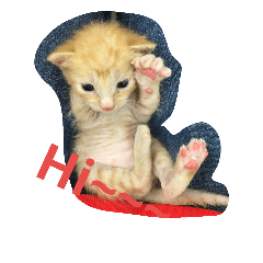 [LINEスタンプ] 喵喵日記之對主人的愛