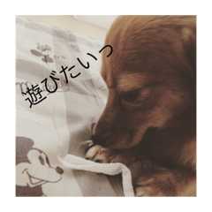 [LINEスタンプ] しょこらちゃん,