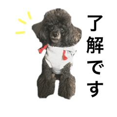 [LINEスタンプ] プードルのくっちゃん