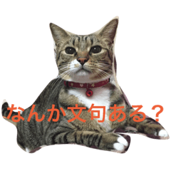 [LINEスタンプ] うちのにゃんこ2