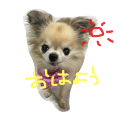 [LINEスタンプ] チワワちゃん77