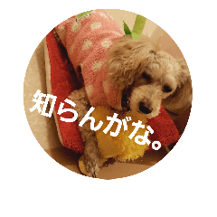 [LINEスタンプ] chocoinu