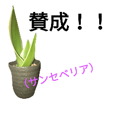 [LINEスタンプ] 多肉植物挨拶