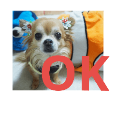 [LINEスタンプ] Chitti boy stamp