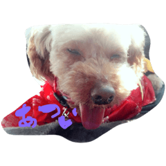 [LINEスタンプ] くれあ