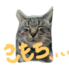 [LINEスタンプ] 今さんちの猫・ときどきワンコ。